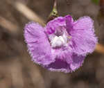 San Antonio false foxglove